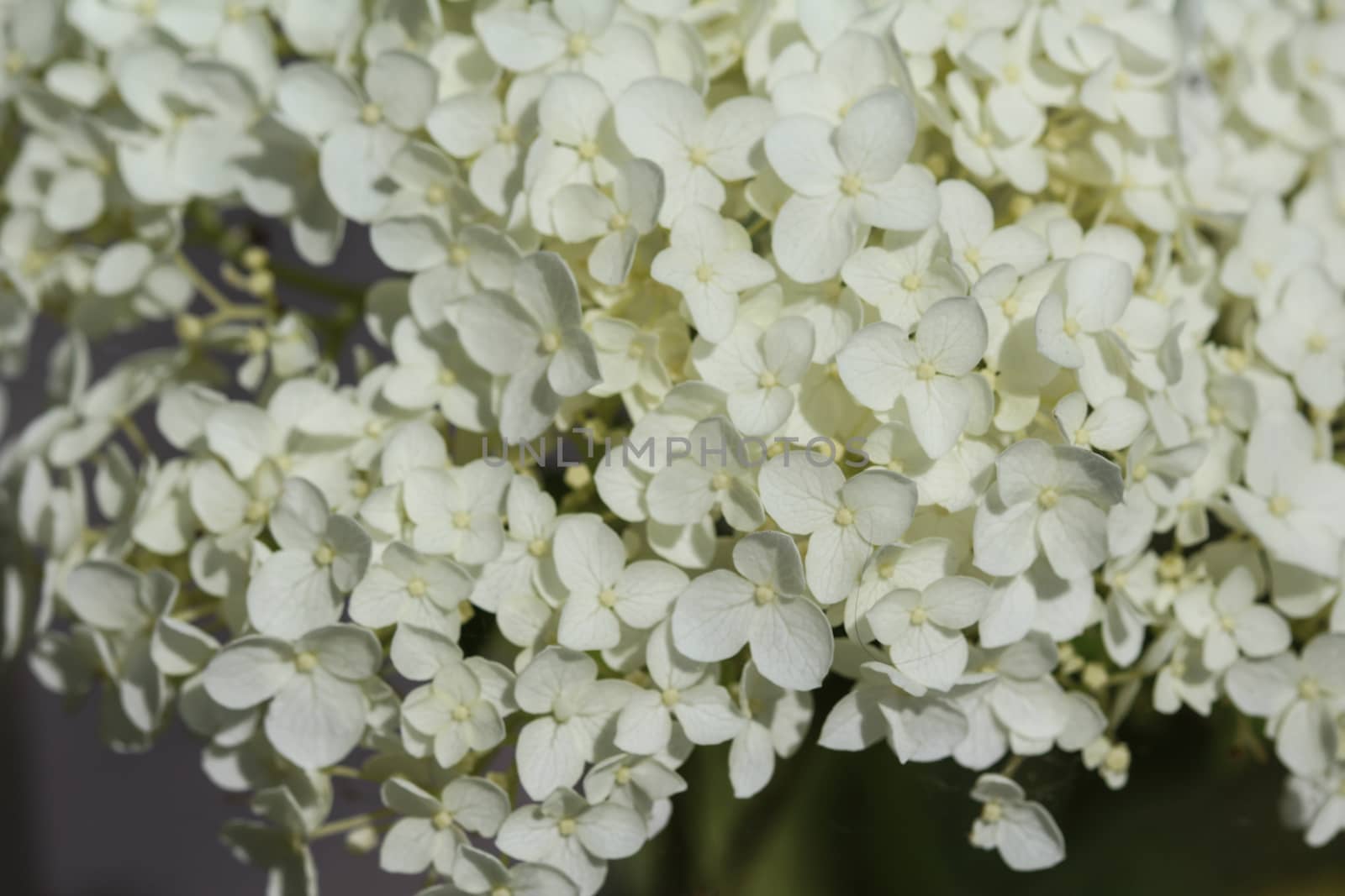 close up of Hydrangea arborescens, commonly known as smooth hydrangea, wild hydrangea, or sevenbark