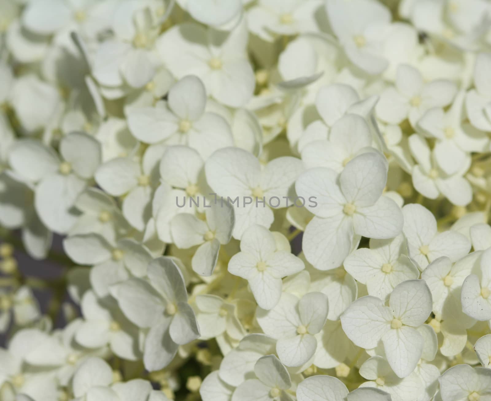 close up of Hydrangea arborescens, commonly known as smooth hydrangea, wild hydrangea, or sevenbark