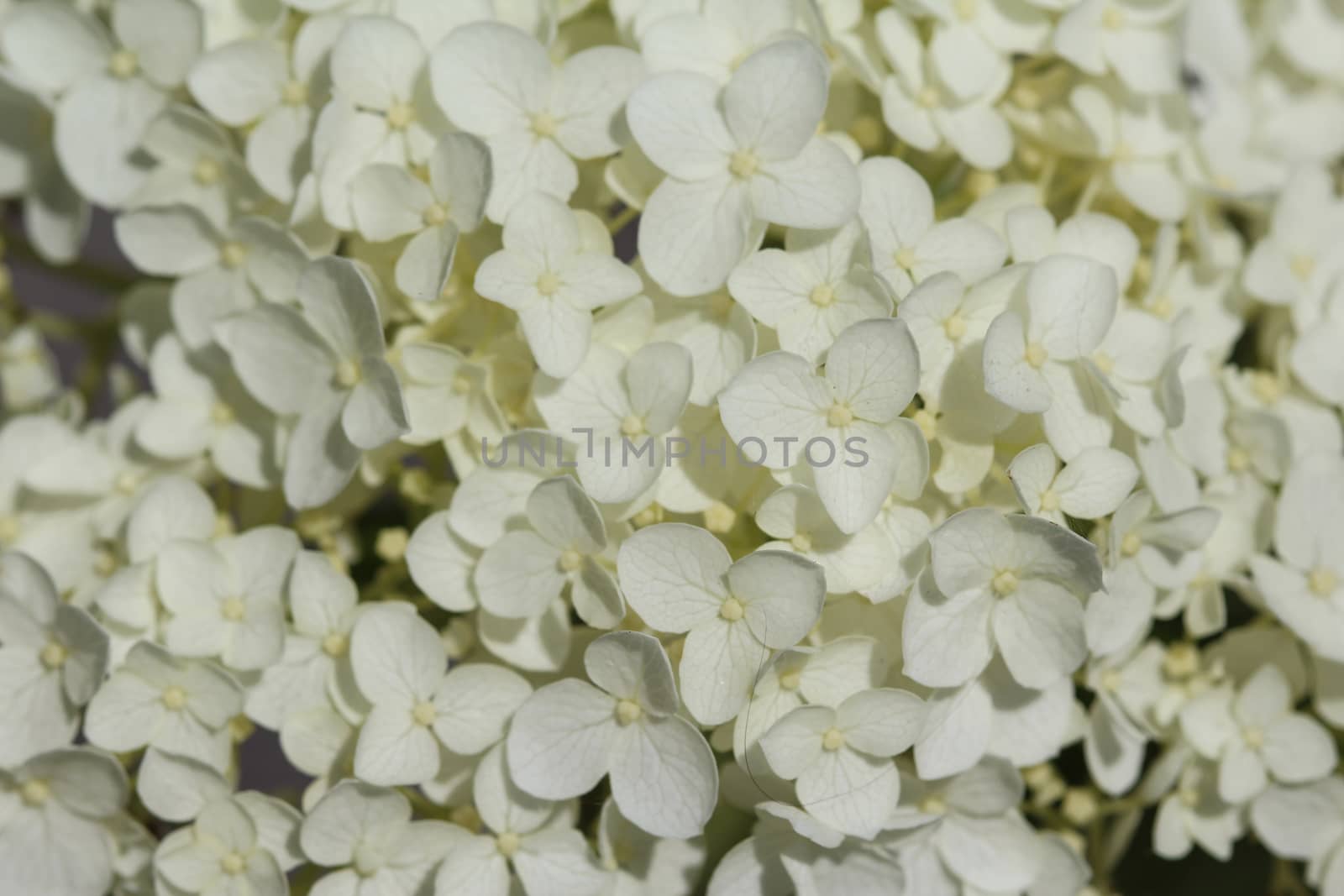 close up of Hydrangea arborescens, commonly known as smooth hydrangea, wild hydrangea, or sevenbark