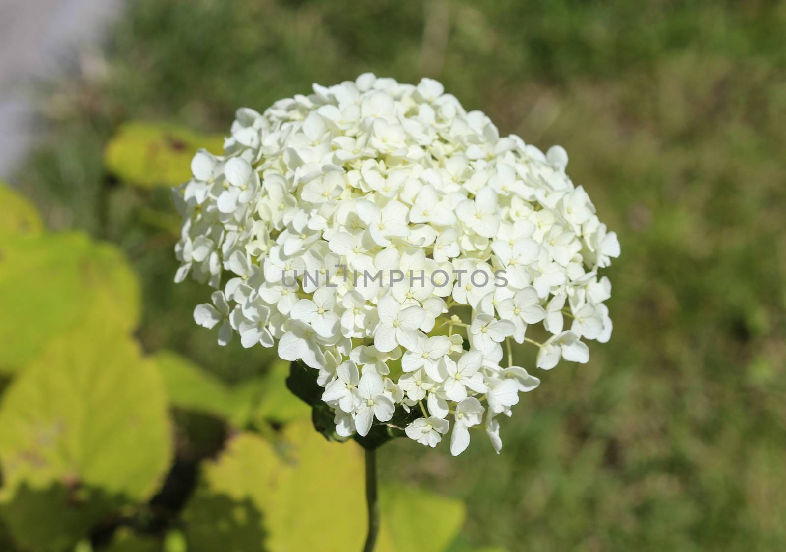 close up of Hydrangea arborescens, commonly known as smooth hydrangea, wild hydrangea, or sevenbark
