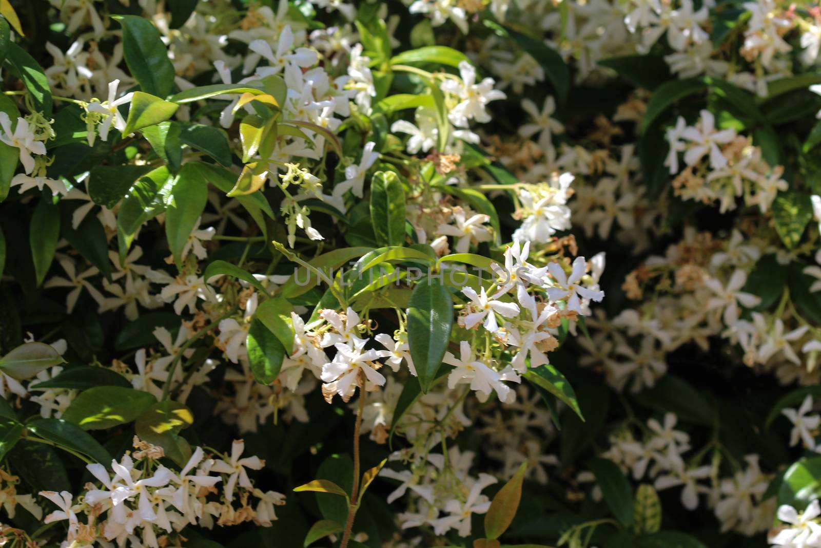 close up of Trachelospermum jasminoides, Common names include confederate jasmine, southern jasmine, star jasmine, confederate jessamine, and Chinese star jasmine, blooming in garden