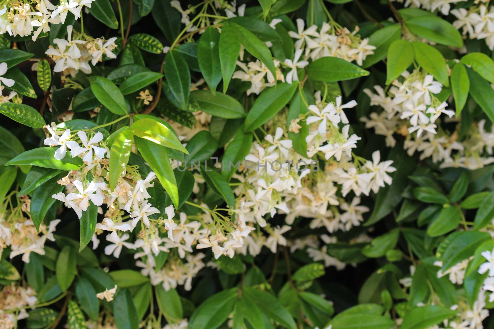 close up of Trachelospermum jasminoides, Common names include confederate jasmine, southern jasmine, star jasmine, confederate jessamine, and Chinese star jasmine, blooming in garden