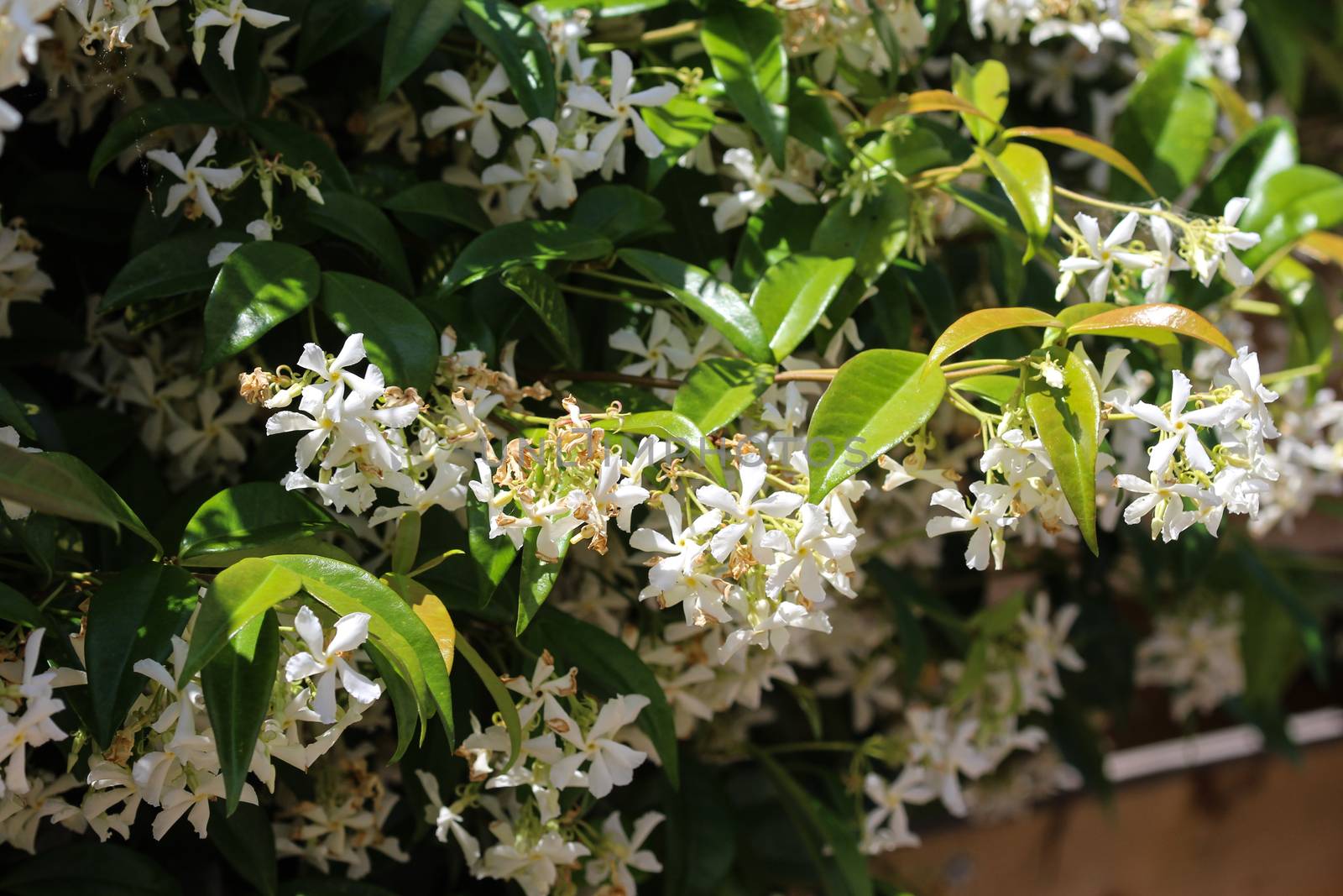 close up of Trachelospermum jasminoides, Common names include confederate jasmine, southern jasmine, star jasmine, confederate jessamine, and Chinese star jasmine, blooming in garden