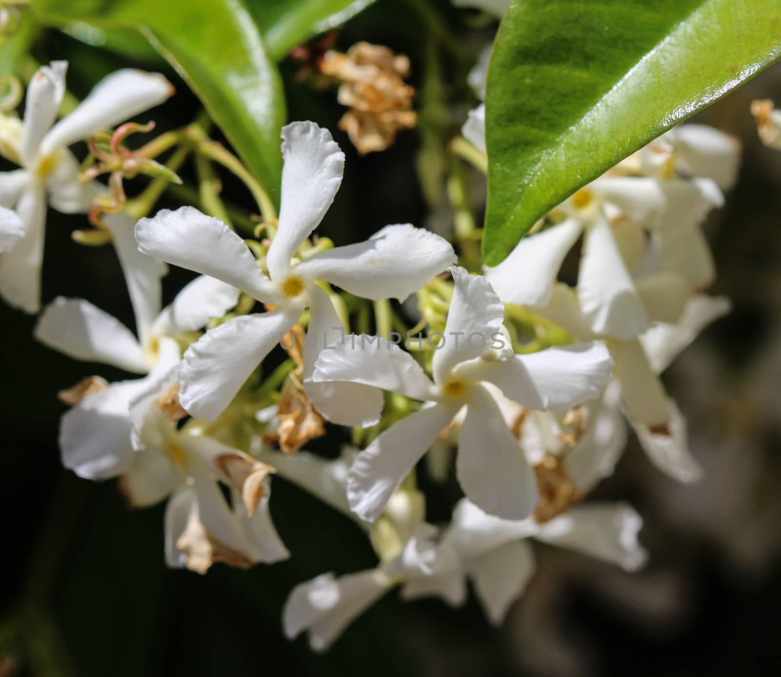 close up of Trachelospermum jasminoides, Common names include confederate jasmine, southern jasmine, star jasmine, confederate jessamine, and Chinese star jasmine, blooming in garden