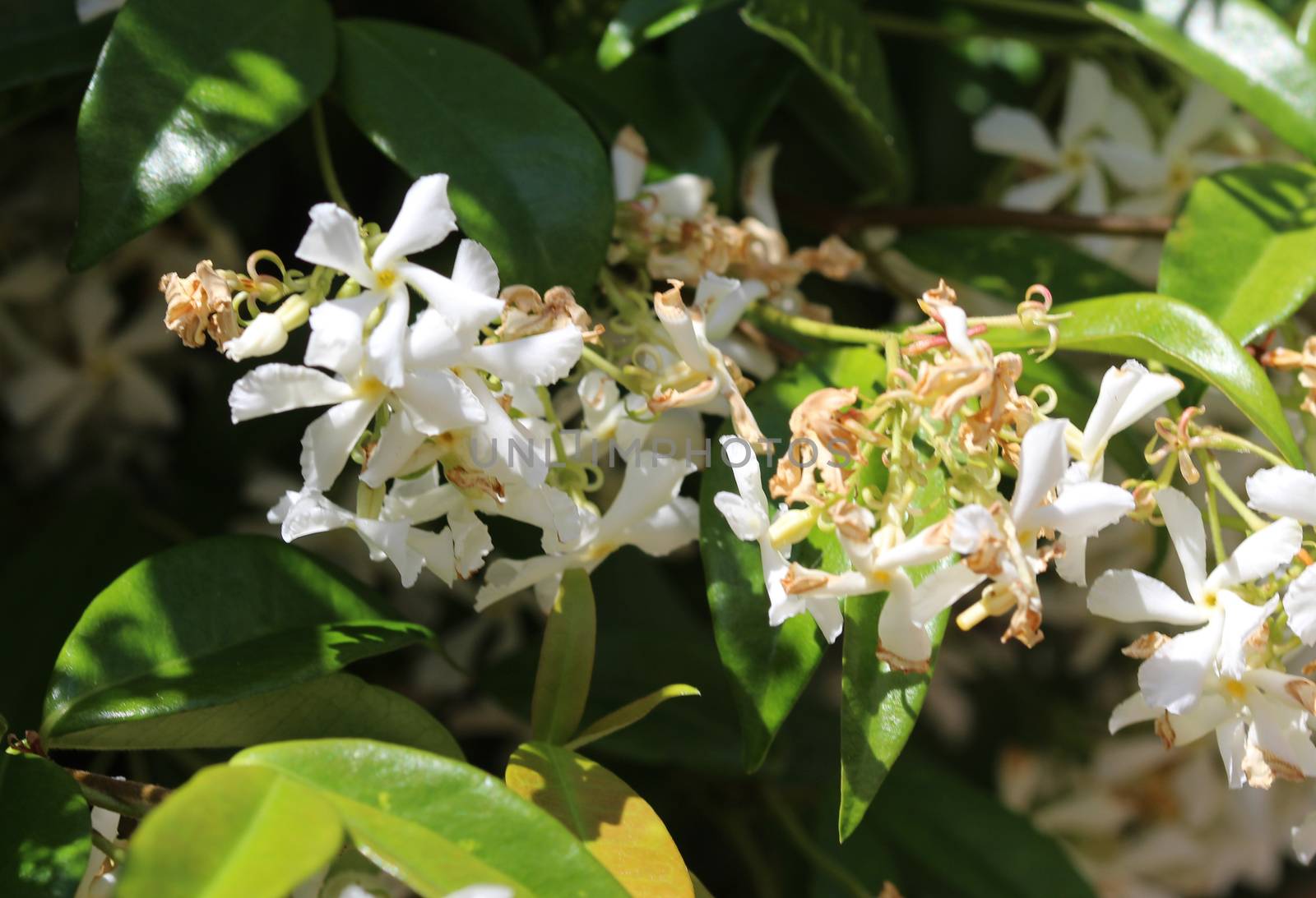 close up of Trachelospermum jasminoides, Common names include confederate jasmine, southern jasmine, star jasmine, confederate jessamine, and Chinese star jasmine, blooming in garden