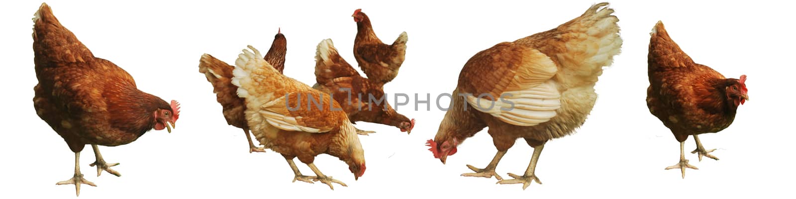 Breed chickens for eggs. by thitimontoyai