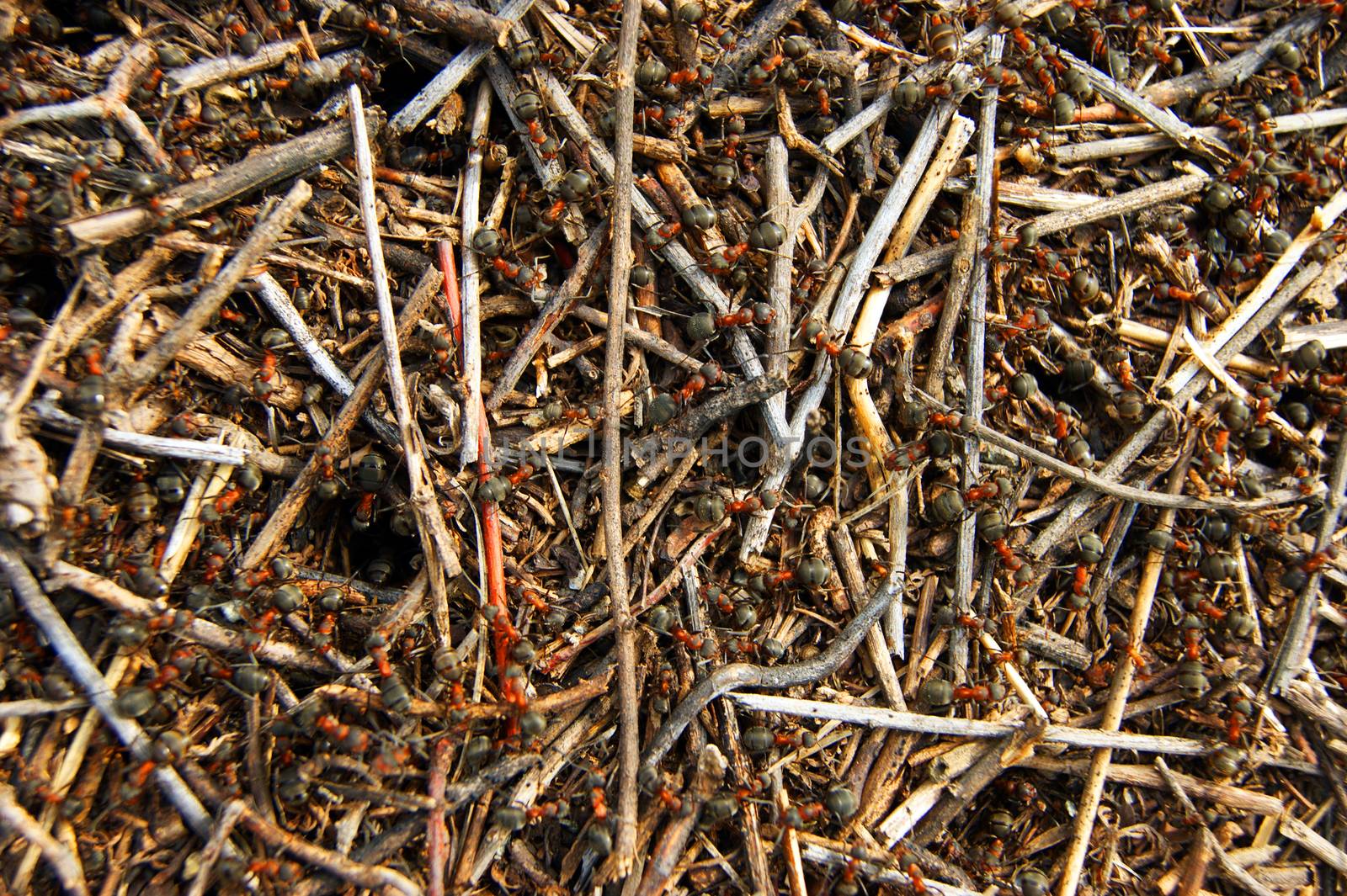 Photography of the background of the anthill and much insects ant