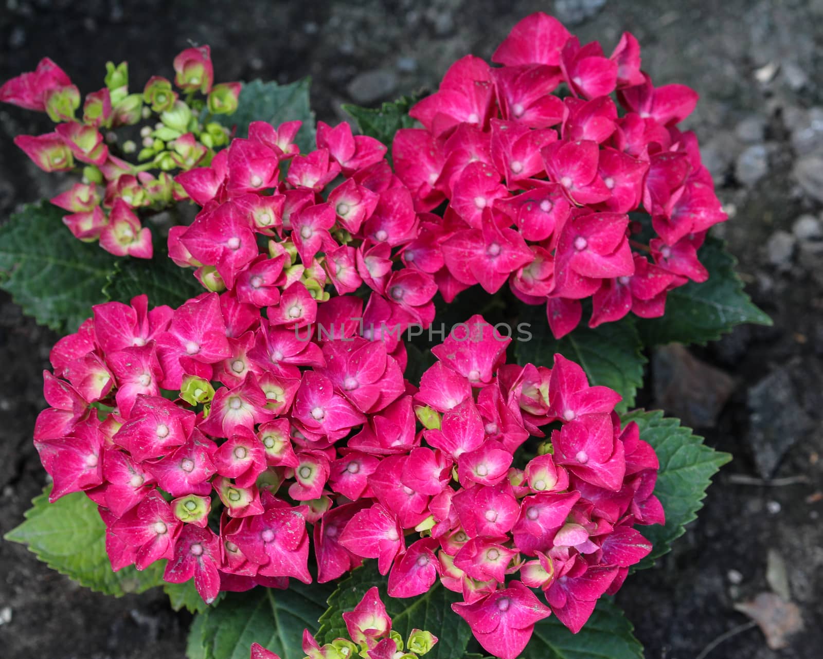 Close up of Mopheads hydrangea (Hydrangea macrophylla) blooming, common names include Common names include bigleaf hydrangea, French hydrangea, lacecap hydrangea, mophead hydrangea, penny mac and hortensia