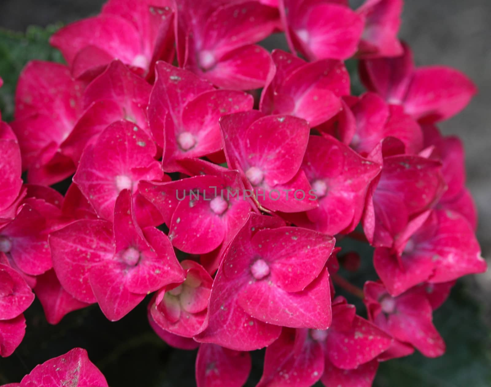Close up of Mopheads hydrangea (Hydrangea macrophylla) blooming, common names include Common names include bigleaf hydrangea, French hydrangea, lacecap hydrangea, mophead hydrangea, penny mac and hortensia