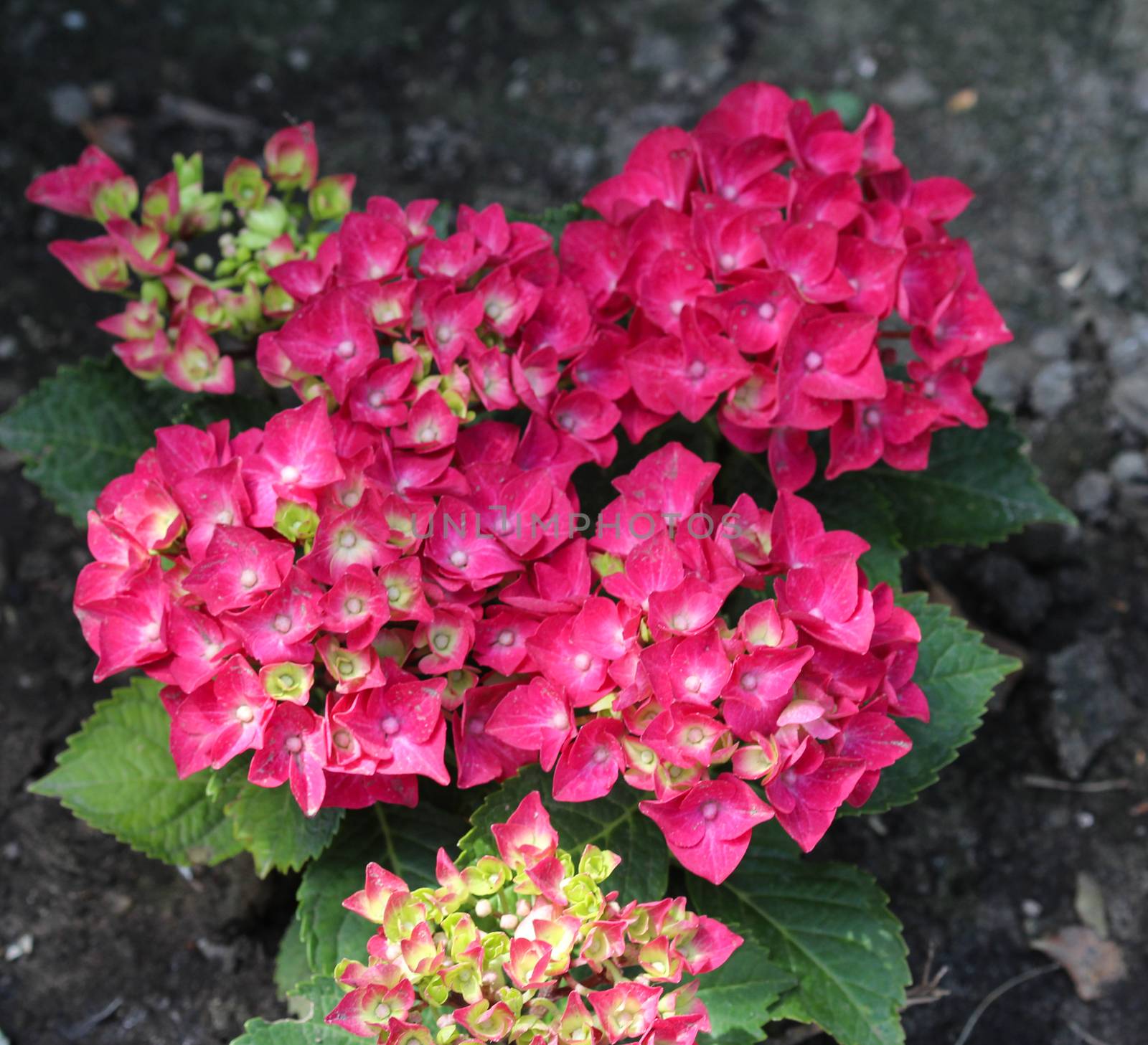 Close up of Mopheads hydrangea (Hydrangea macrophylla) blooming, common names include Common names include bigleaf hydrangea, French hydrangea, lacecap hydrangea, mophead hydrangea, penny mac and hortensia