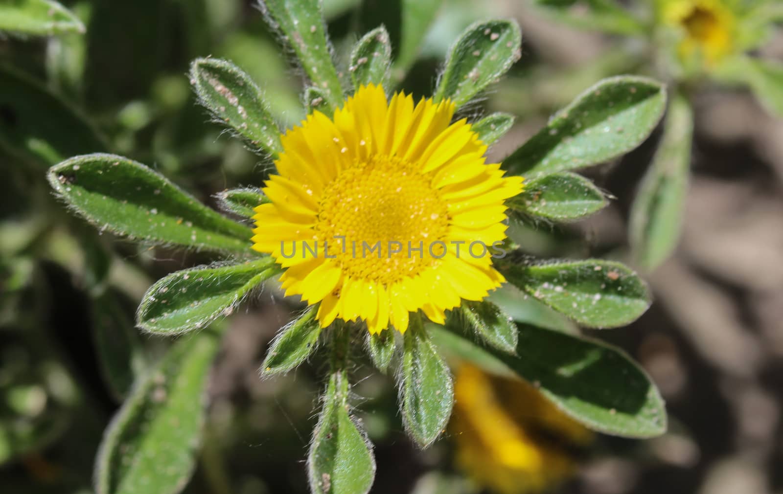 close up of Pallenis maritima flower in garden blooming in spring