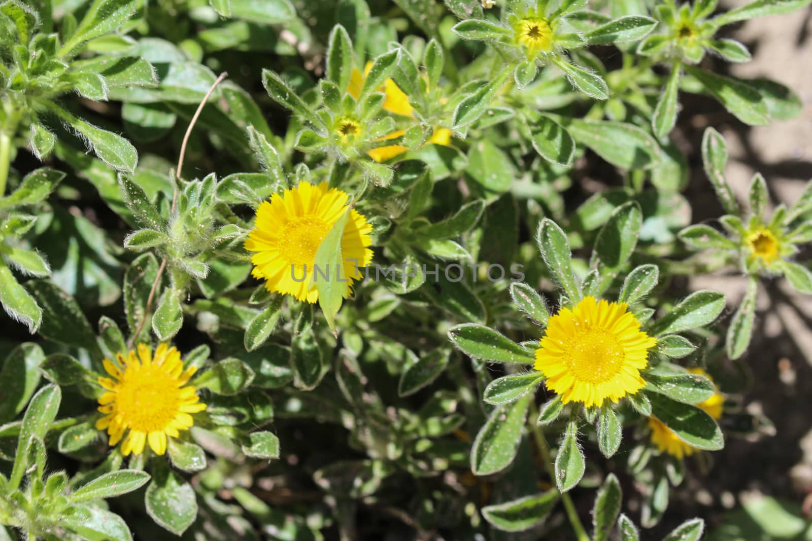 close up of Pallenis maritima flower in garden blooming in spring