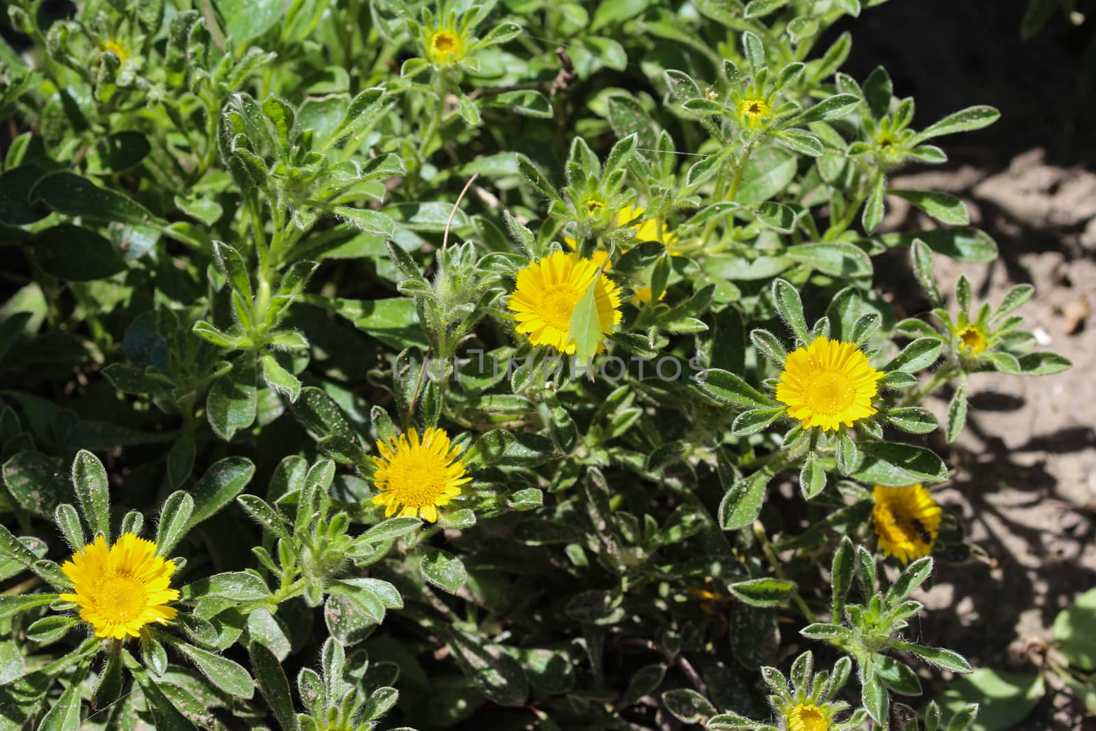 close up of Pallenis maritima flower in garden blooming in spring