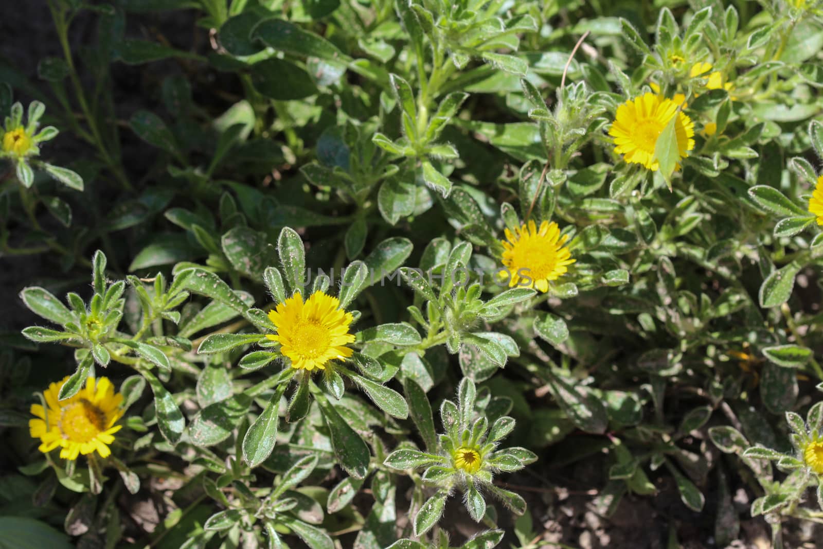 close up of Pallenis maritima flower in garden blooming in spring