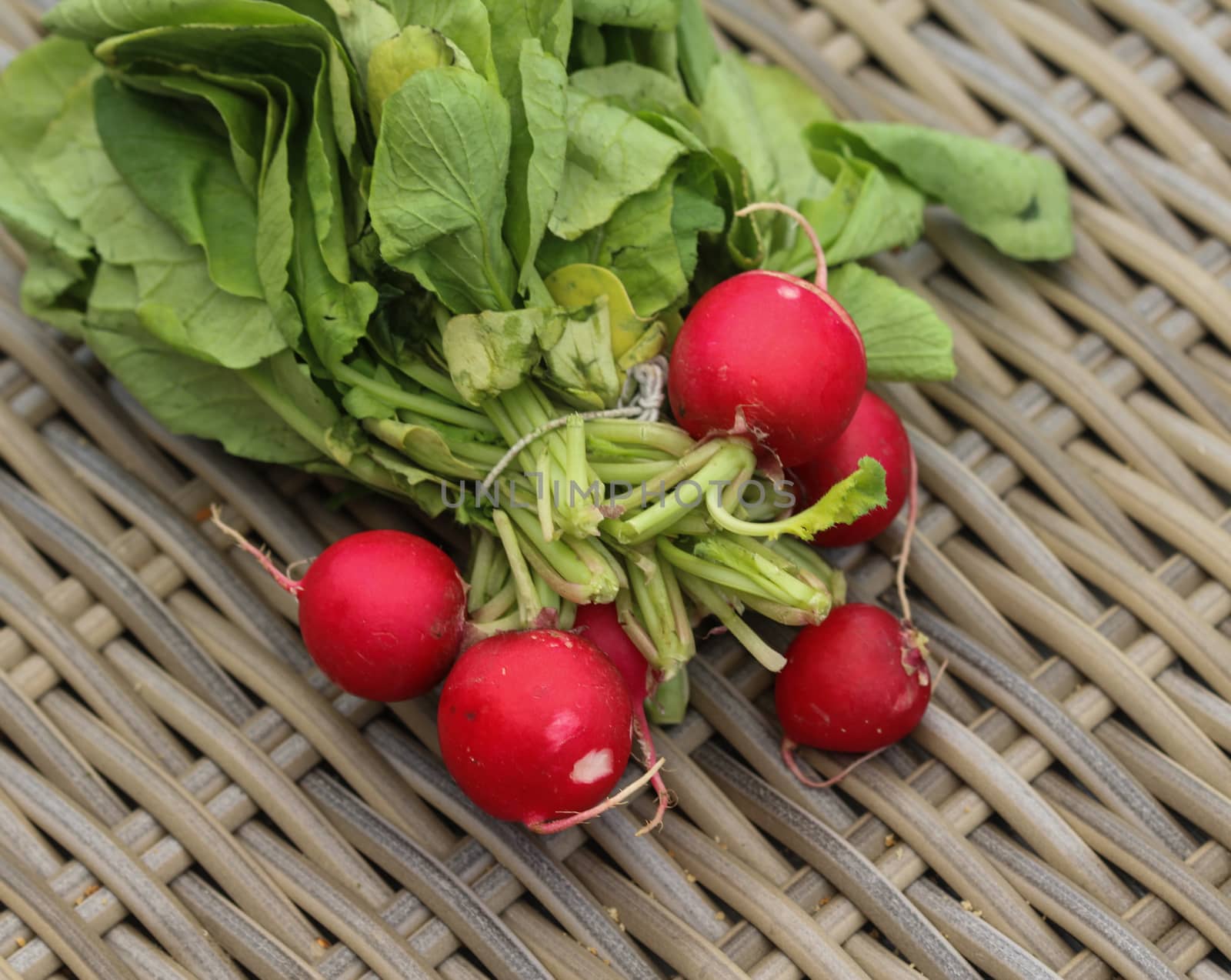 close up of Bush of radish on wooden table background