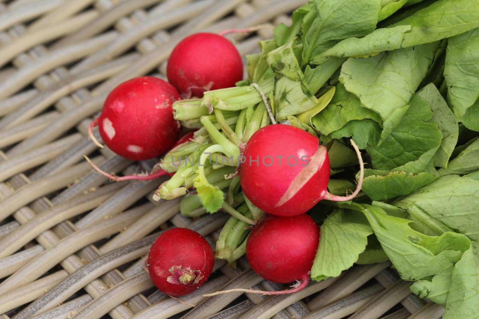 close up of Bush of radish on wooden table background