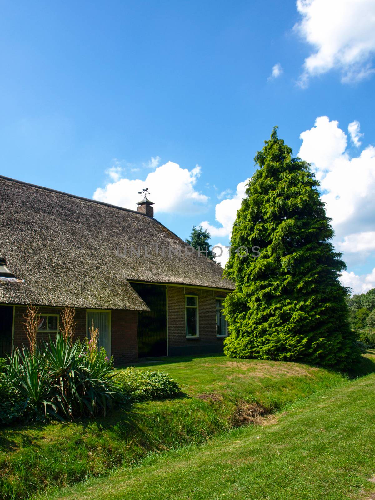 Ancient house with thatched roof and spruce tree at Netherlands