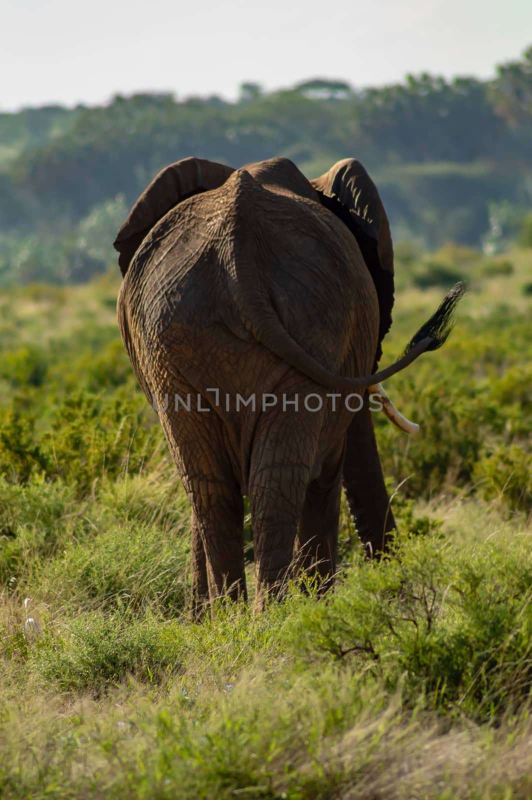 Elephant from behind. An African bush by Philou1000