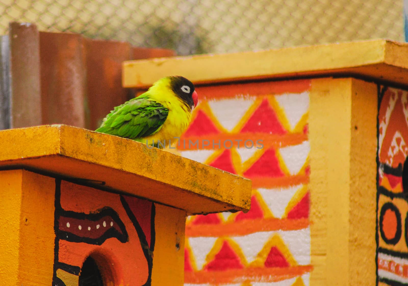 A small bird sitting outside its bird house