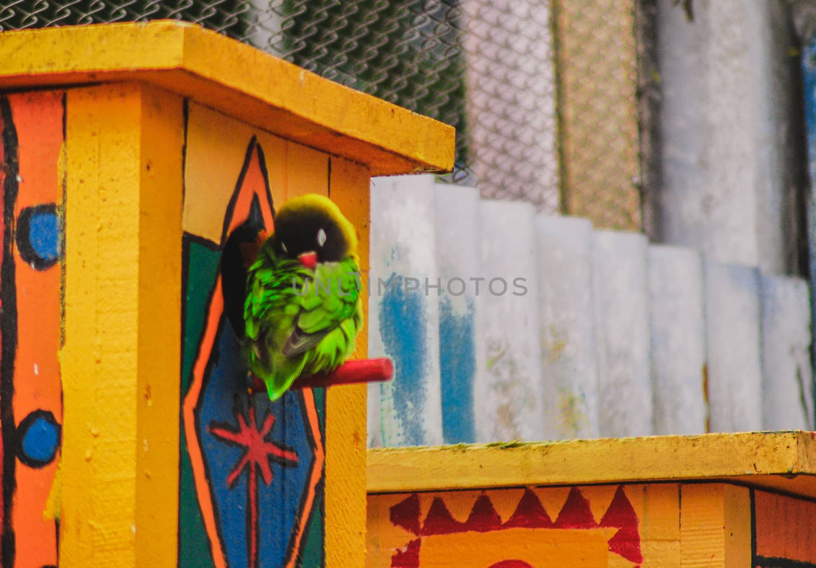 A small bird sitting outside its bird house