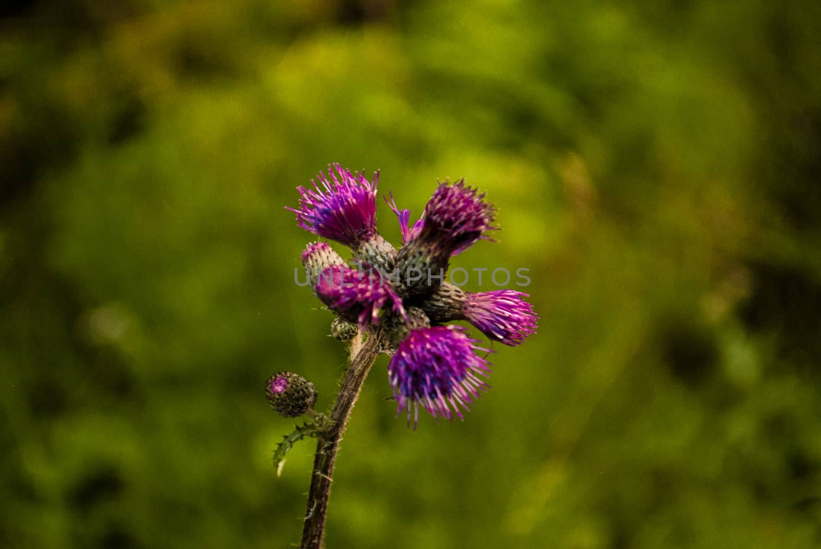 An isolated flower with green background