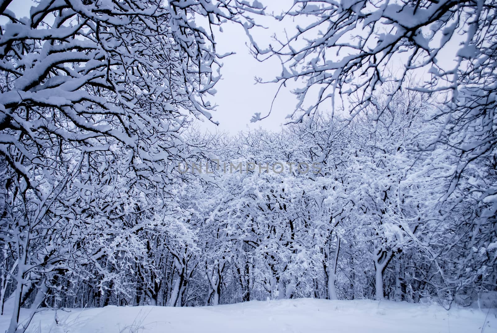 Winter wonderland with heaps of snow