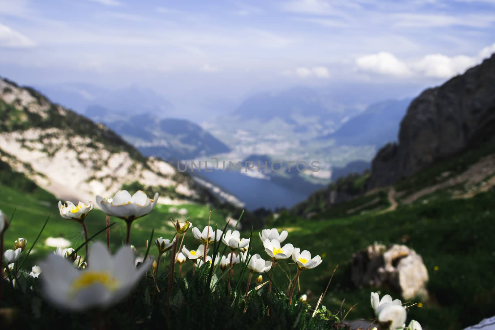 Beautiful flowers up on the mountaain