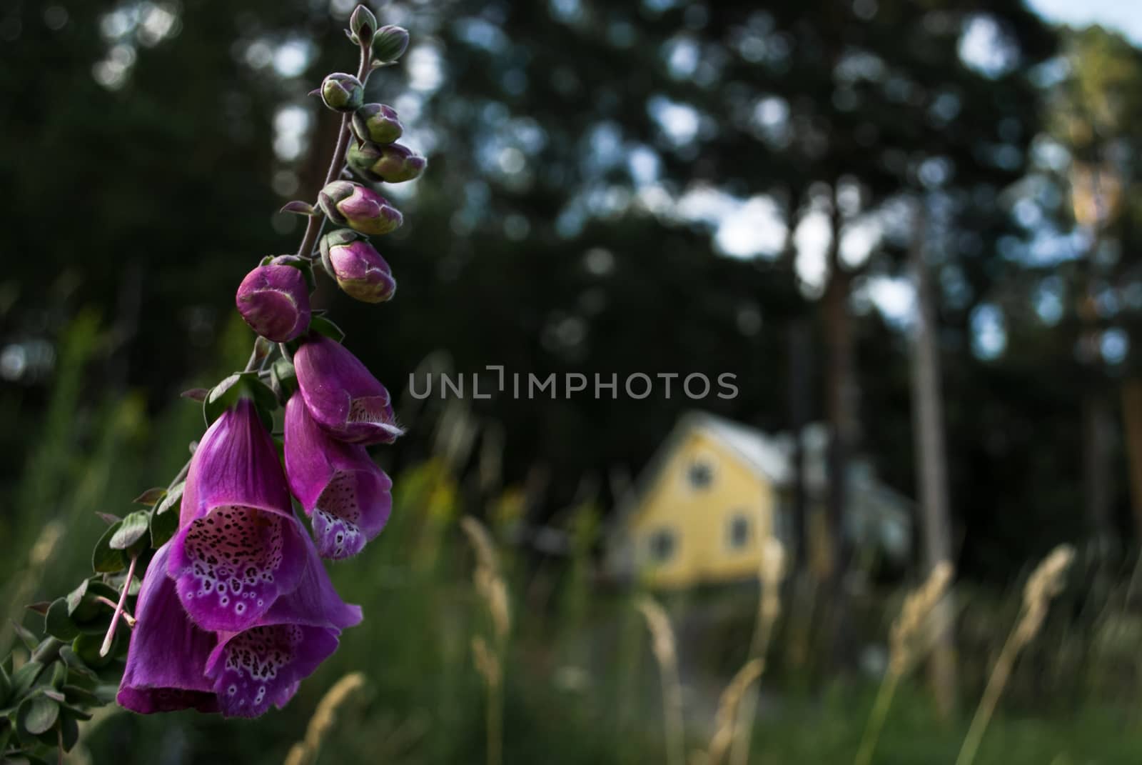 A beautiful purple flower with a yellow house in the background