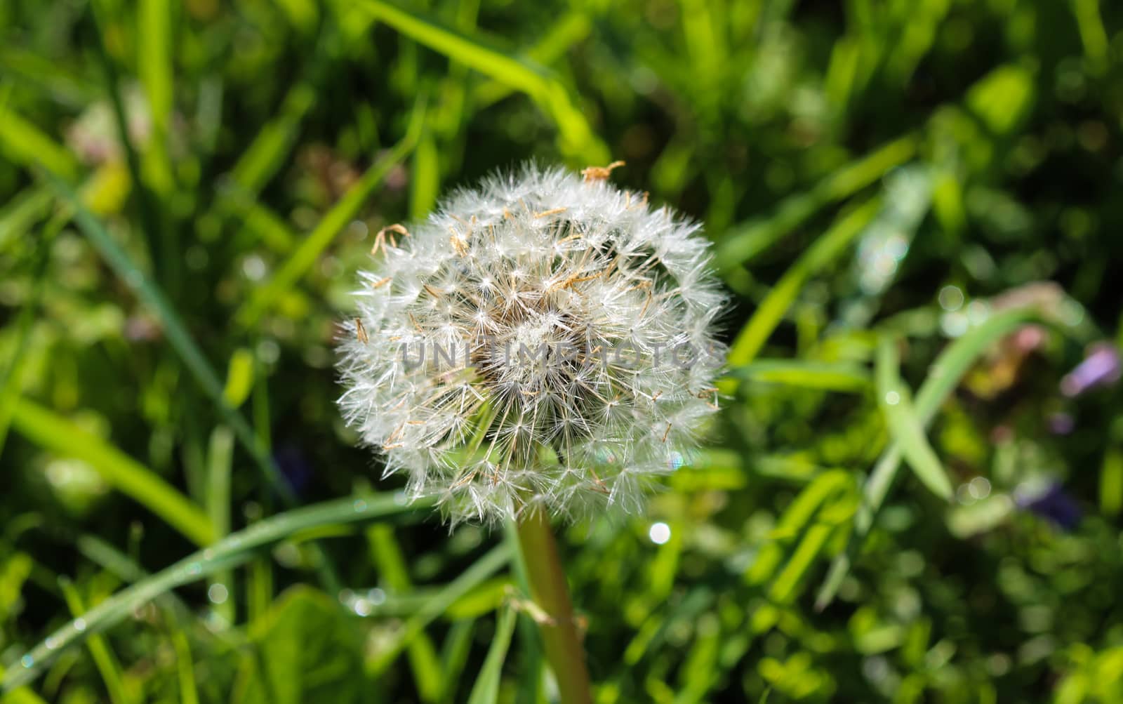 close up of Yellow common dandelion (Taraxacum officinale) blooming