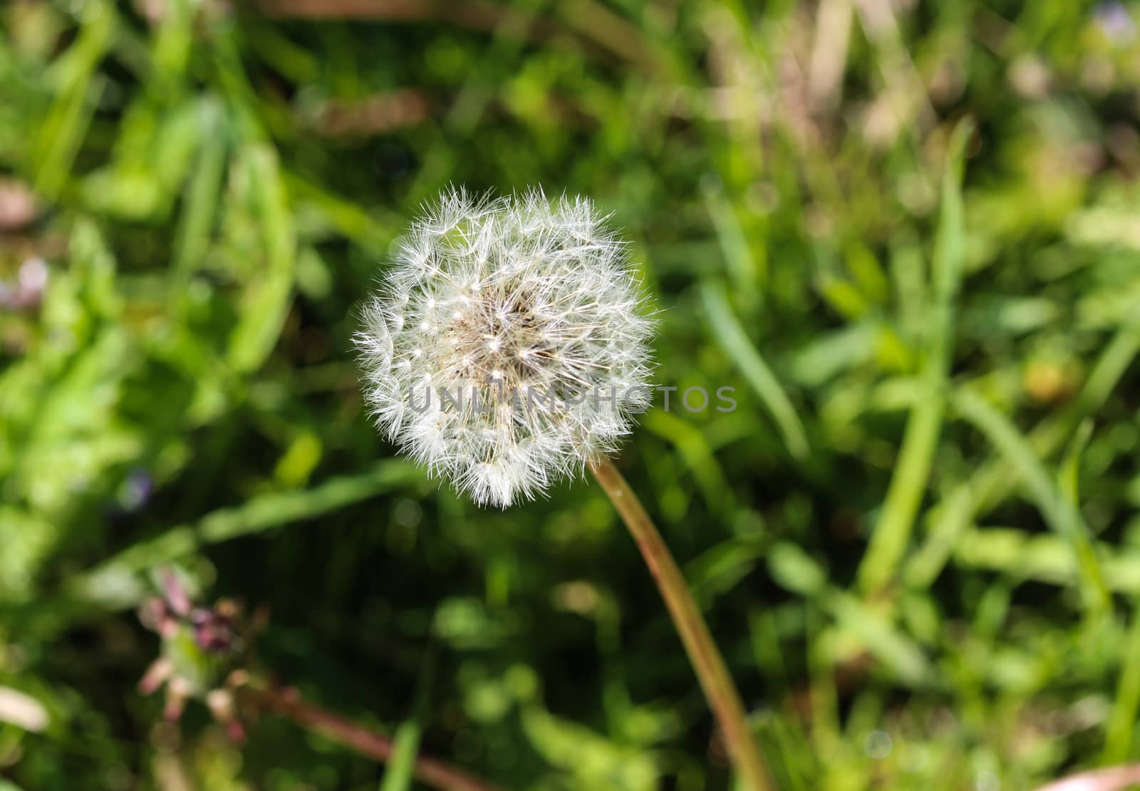 close up of Yellow common dandelion (Taraxacum officinale) blooming