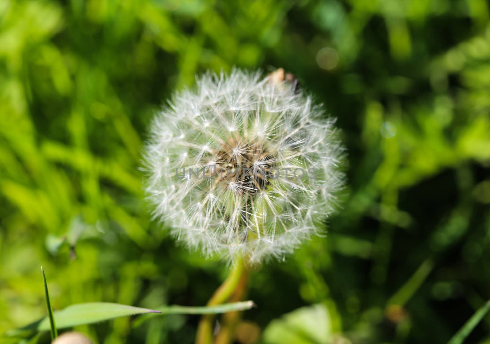 close up of Yellow common dandelion (Taraxacum officinale) blooming
