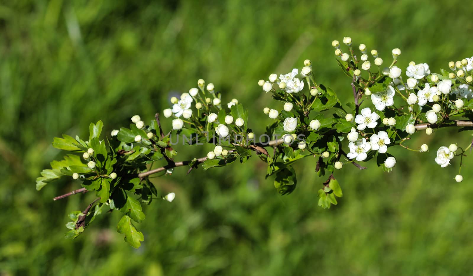 close up of White flower of midland hawthorn, English hawthorn (Crataegus laevigata) blooming in spring