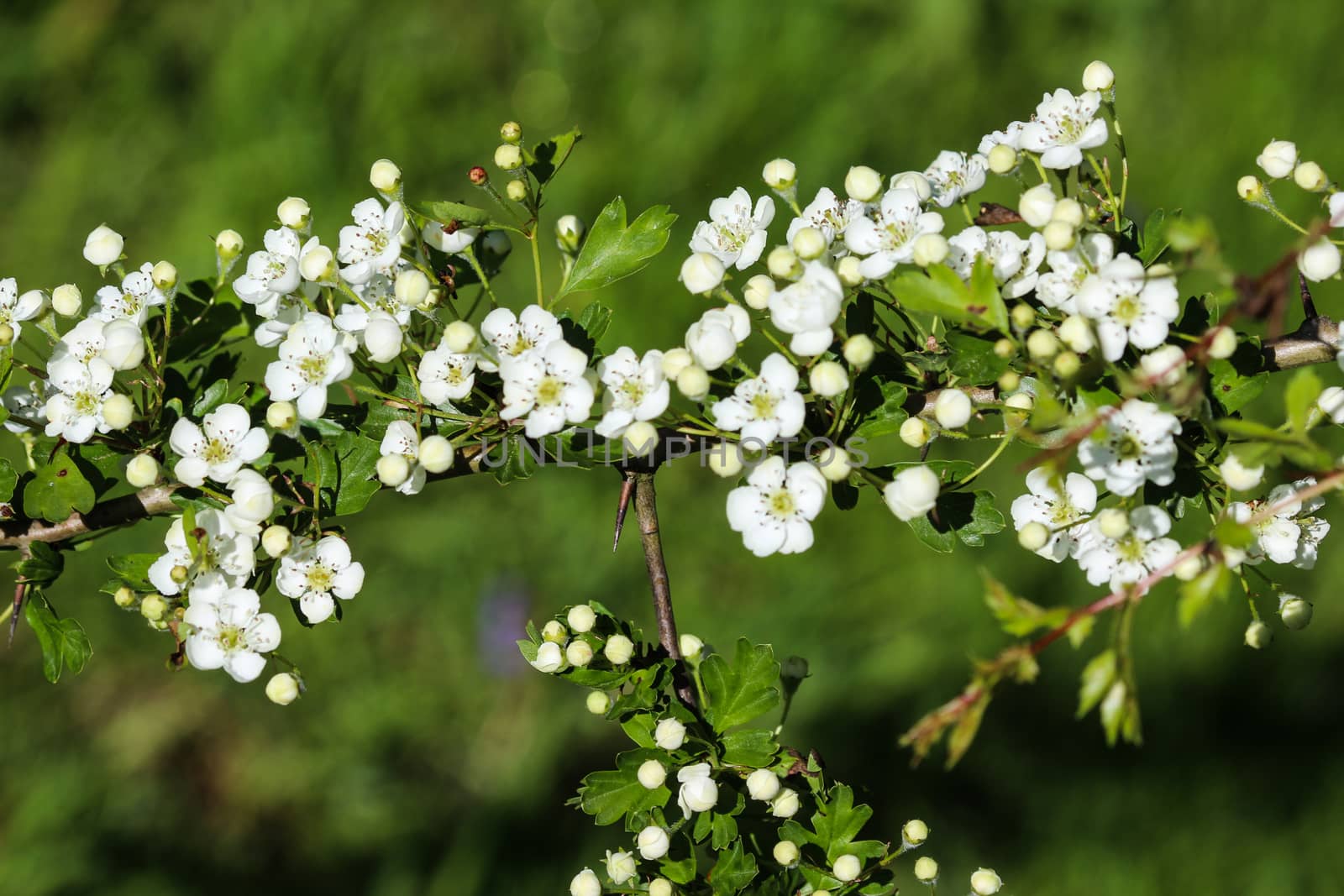 close up of White flower of midland hawthorn, English hawthorn (Crataegus laevigata) blooming in spring