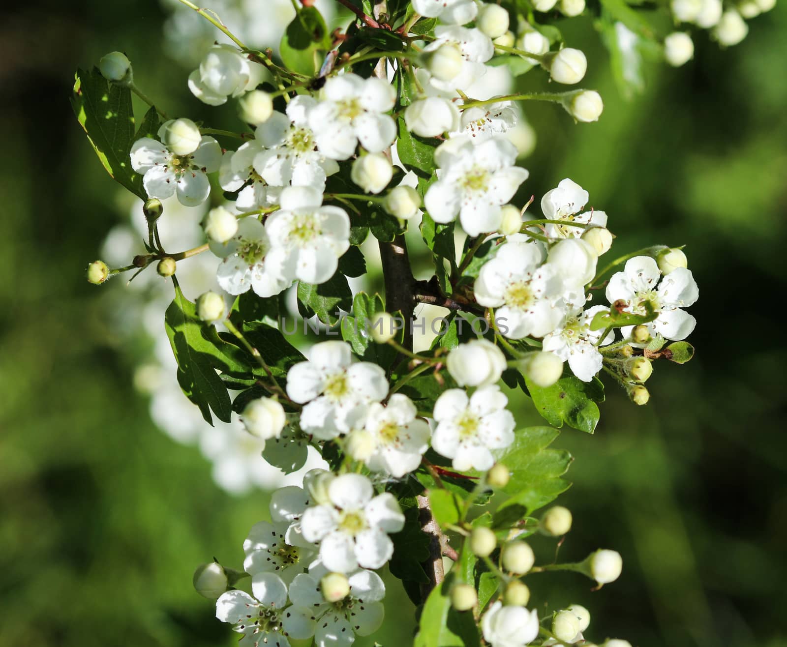 close up of White flower of midland hawthorn, English hawthorn (Crataegus laevigata) blooming in spring