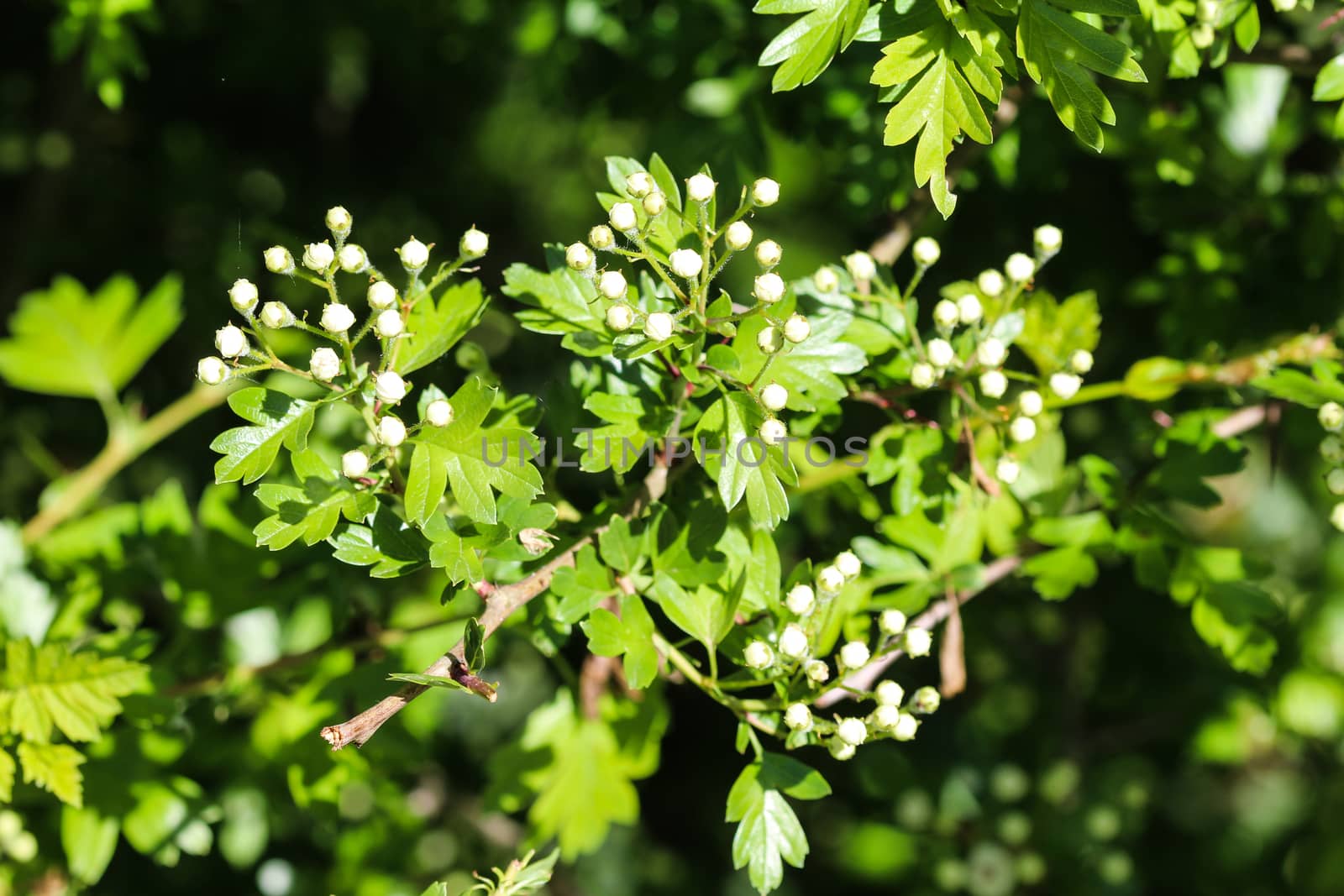 close up of White flower of midland hawthorn, English hawthorn (Crataegus laevigata) blooming in spring