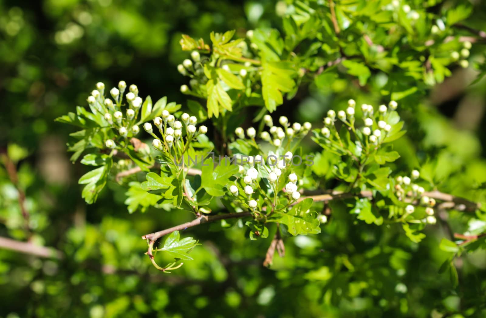 close up of White flower of midland hawthorn, English hawthorn (Crataegus laevigata) blooming in spring