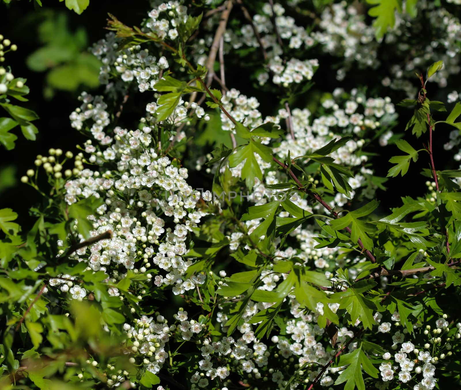 close up of White flower of midland hawthorn, English hawthorn (Crataegus laevigata) blooming in spring