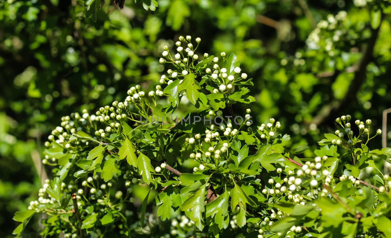 close up of White flower of midland hawthorn, English hawthorn (Crataegus laevigata) blooming in spring
