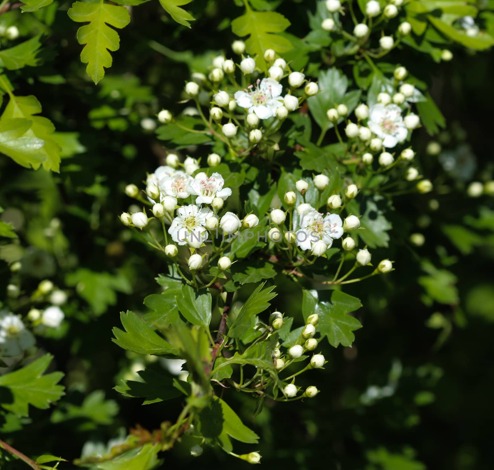 close up of White flower of midland hawthorn, English hawthorn (Crataegus laevigata) blooming in spring