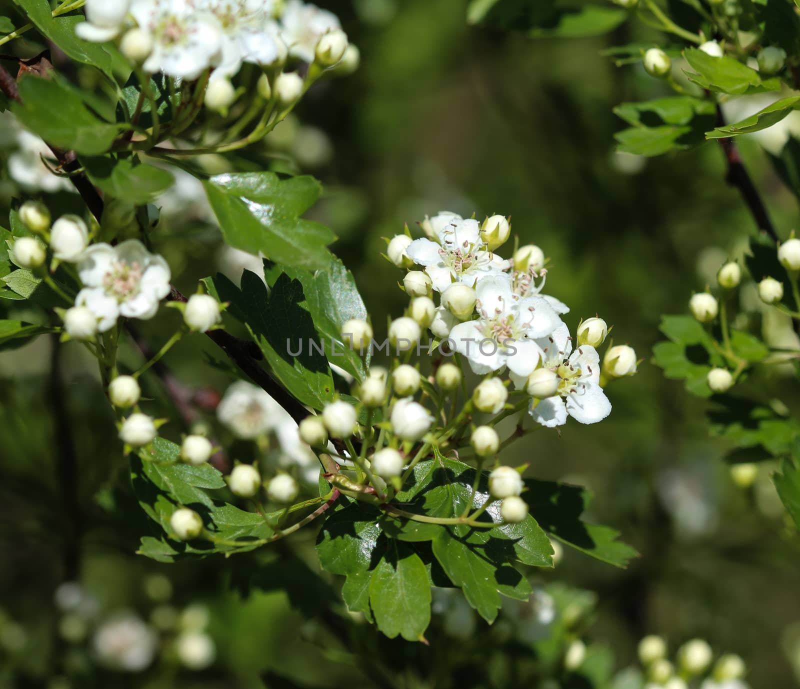close up of White flower of midland hawthorn, English hawthorn (Crataegus laevigata) blooming in spring