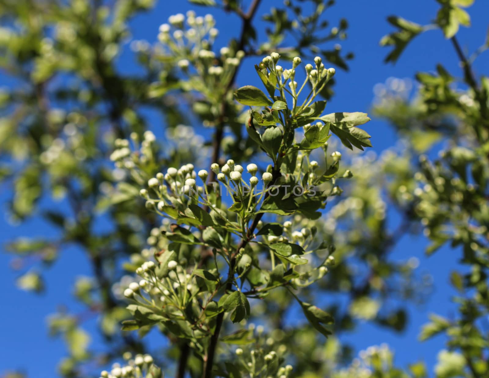 close up of White flower of midland hawthorn, English hawthorn (Crataegus laevigata) blooming in spring