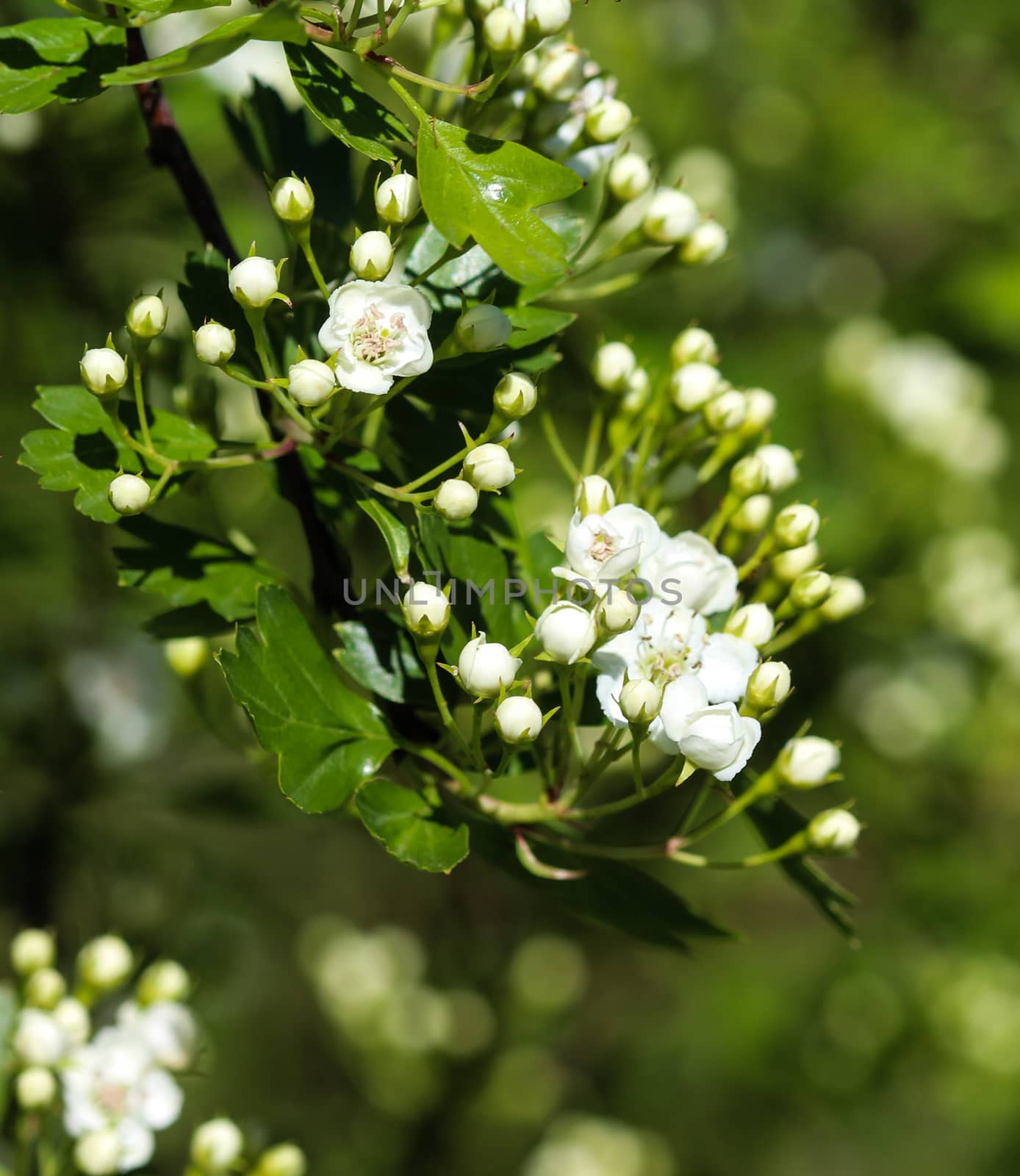 close up of White flower of midland hawthorn, English hawthorn (Crataegus laevigata) blooming in spring