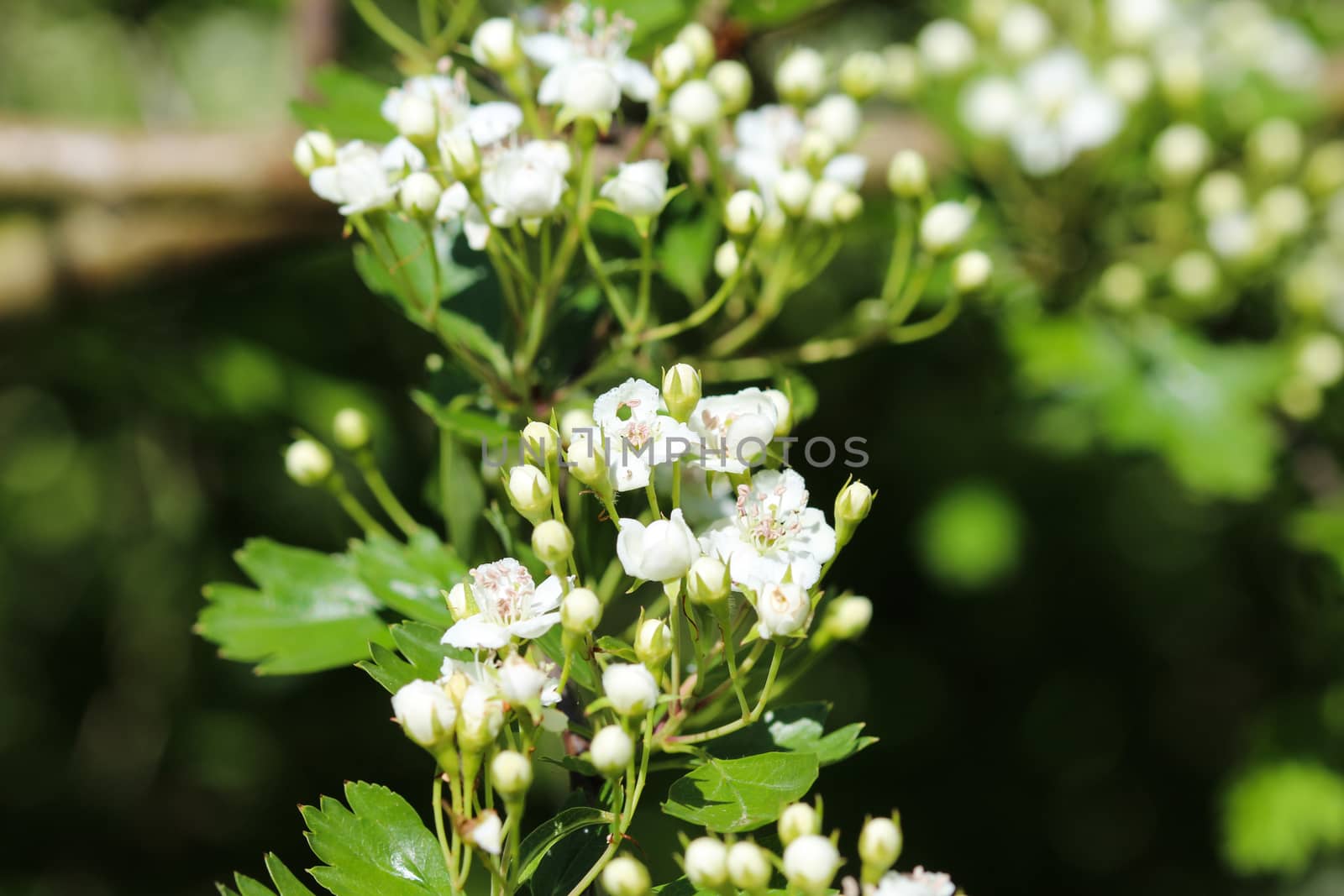 close up of White flower of midland hawthorn, English hawthorn (Crataegus laevigata) blooming in spring