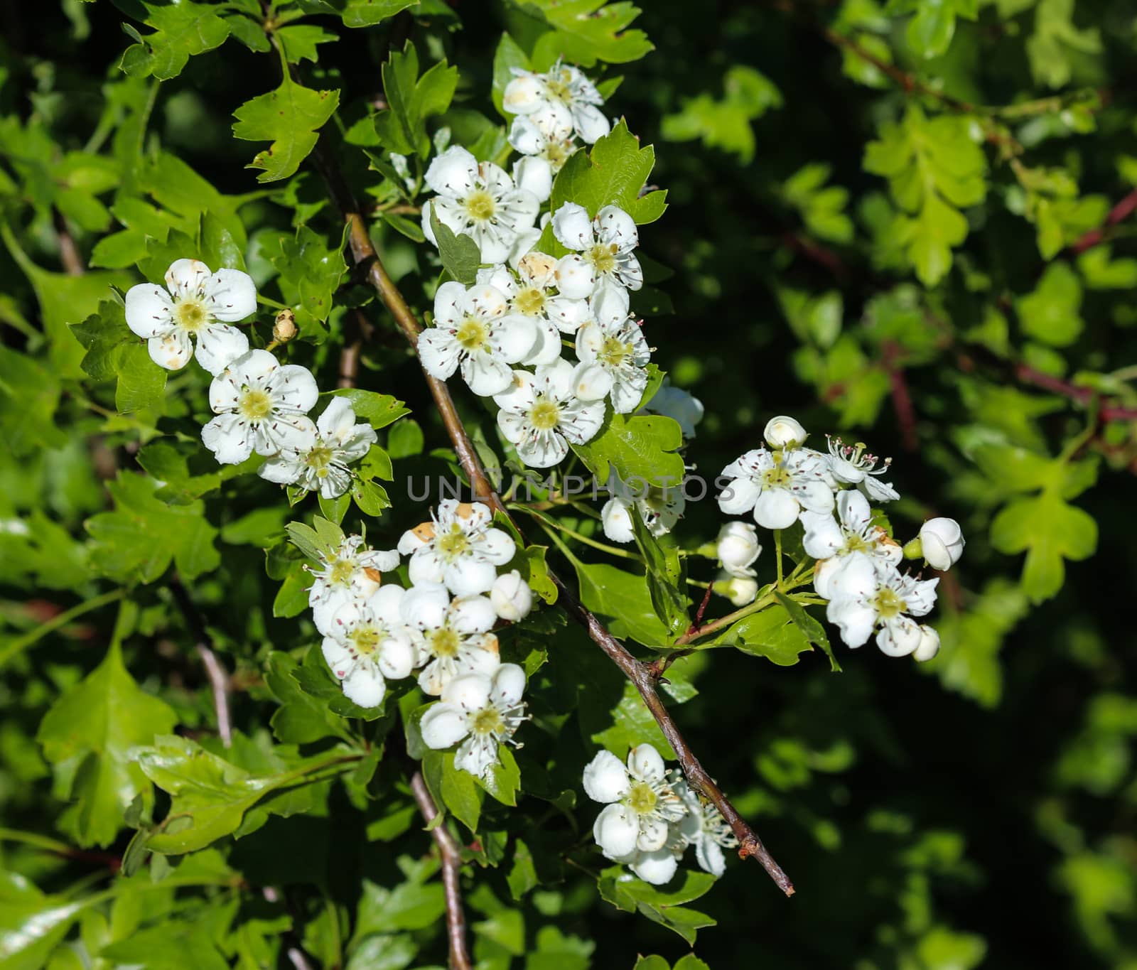 close up of White flower of midland hawthorn, English hawthorn (Crataegus laevigata) blooming in spring