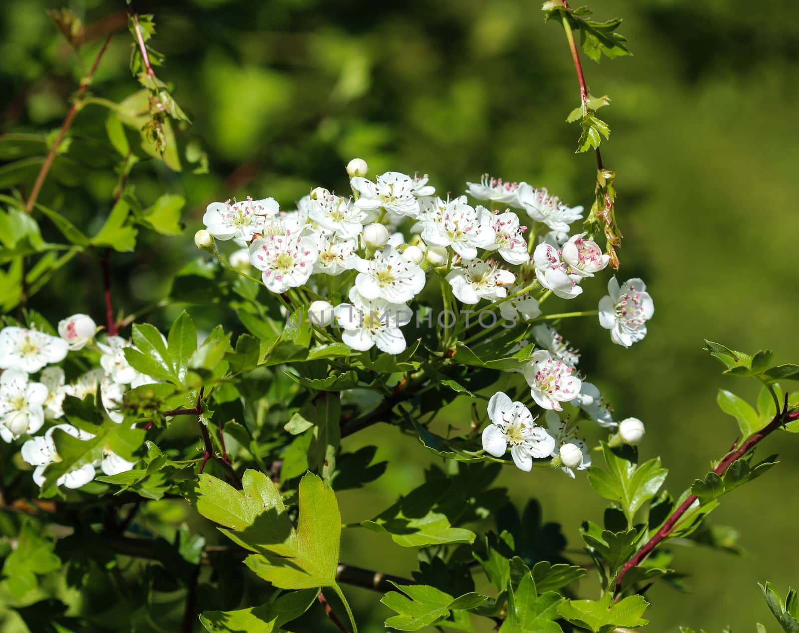 close up of White flower of midland hawthorn, English hawthorn (Crataegus laevigata) blooming in spring