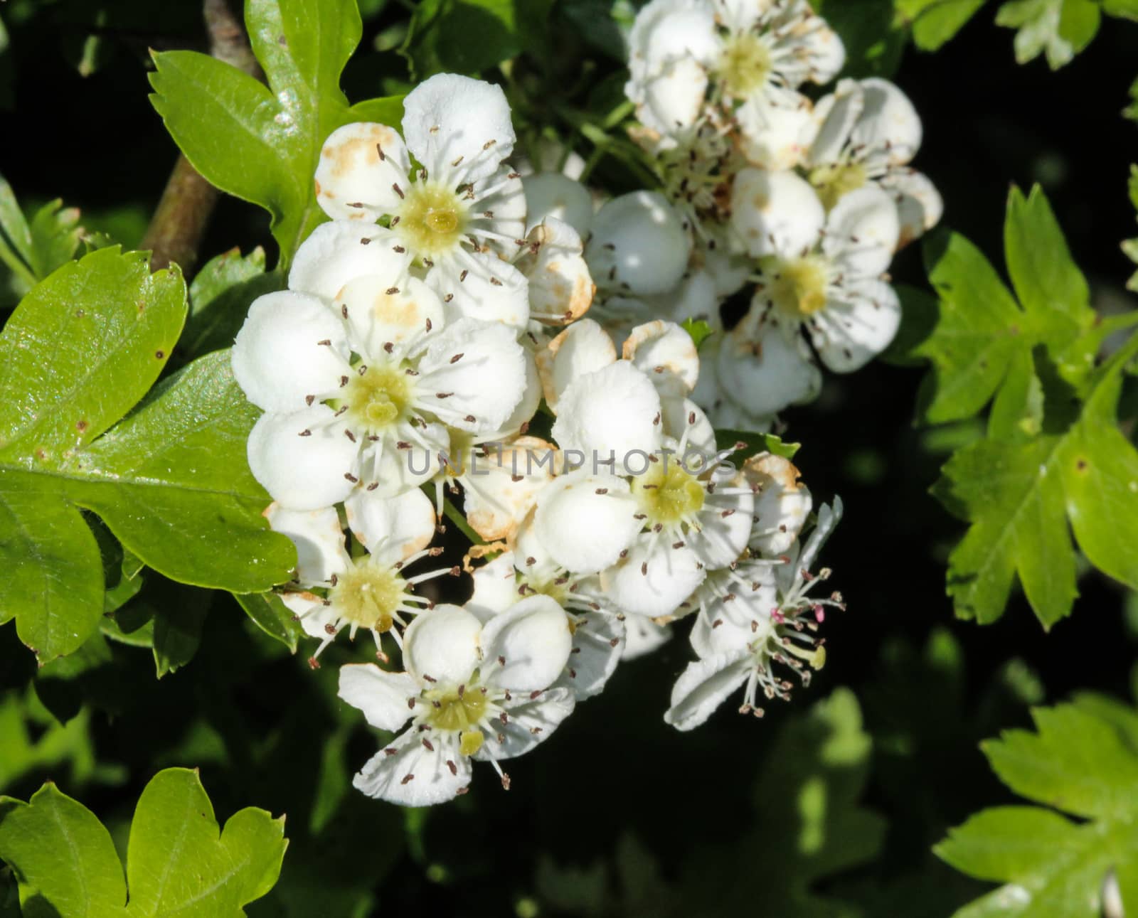 close up of White flower of midland hawthorn, English hawthorn (Crataegus laevigata) blooming in spring