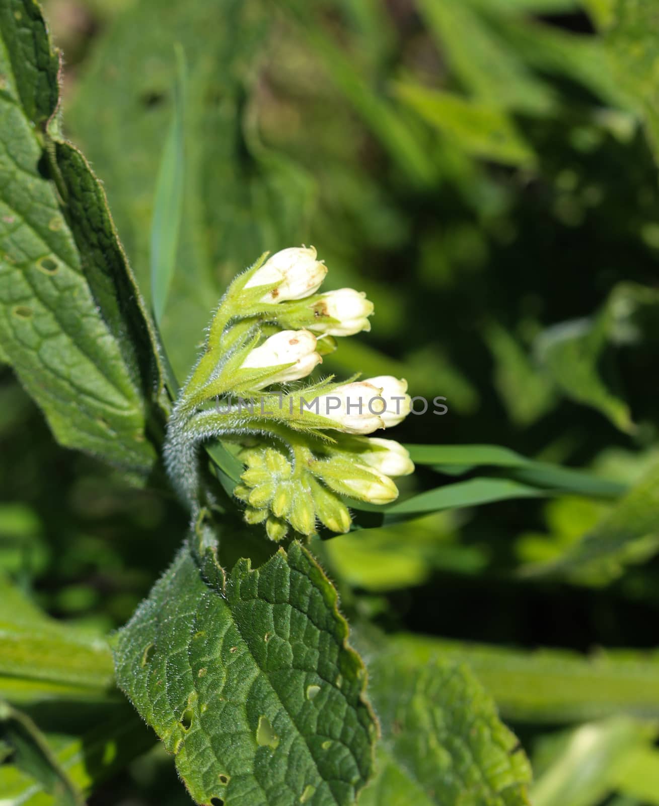 close up of wild common comfrey or true comfrey (Symphytum officinale) flower during spring