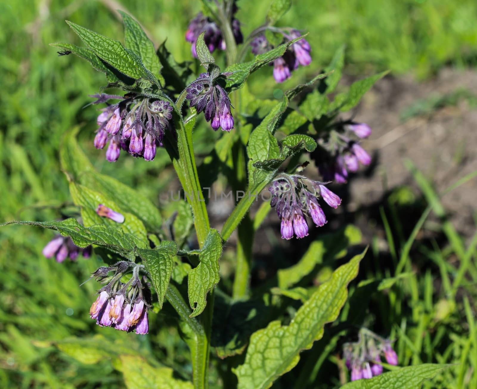 close up of wild common comfrey or true comfrey (Symphytum officinale) flower during spring
