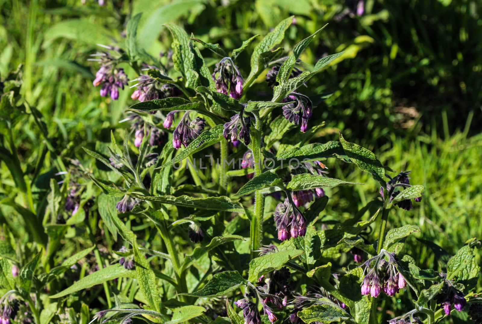close up of wild common comfrey or true comfrey (Symphytum officinale) flower during spring