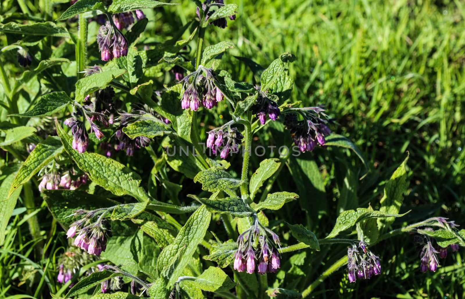 close up of wild common comfrey or true comfrey (Symphytum officinale) flower during spring